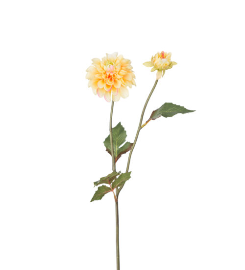 Dahlia