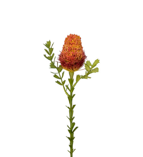 Banksia