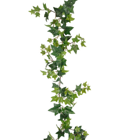 Murgröna 120cm
