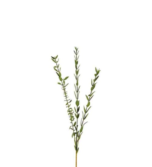 Eucalyptus 50 cm Grön – Konstkvist