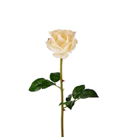 Ros 65 cm vit