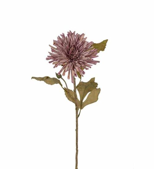 Chrysanthemum Lila