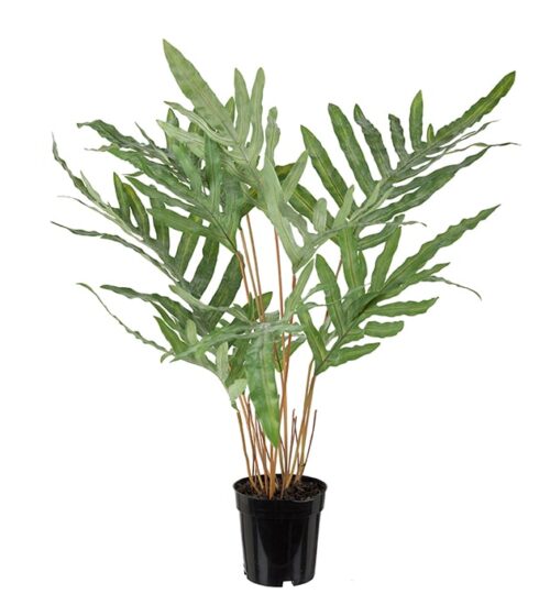 Ormbunke 75 cm grön