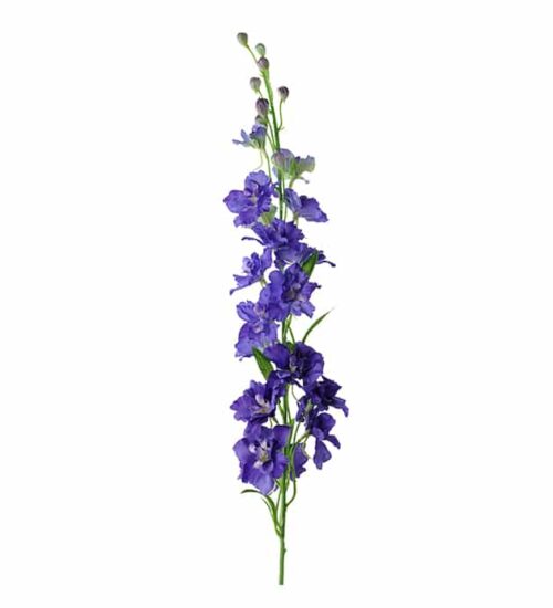 Delphinium 90 cm blå
