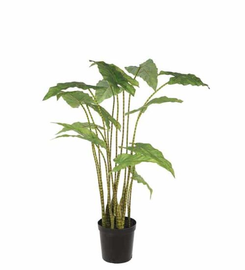 Alocasia Zebrina grön 100cm