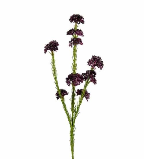 Sedum Lila 55cm