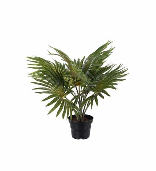Palm grön i kruka