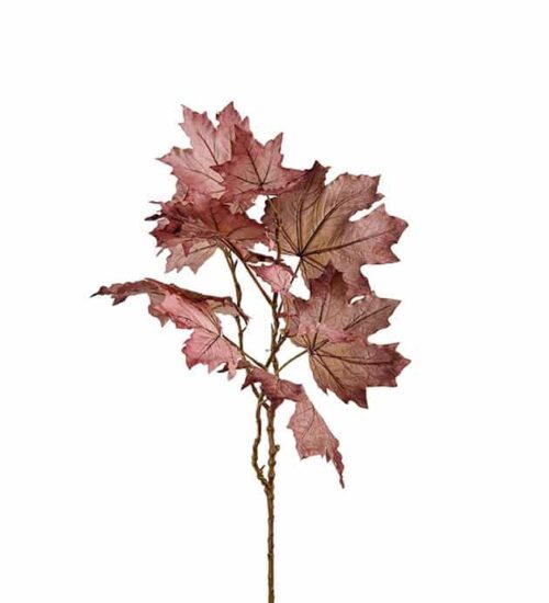 Lönn burgundy 75cm