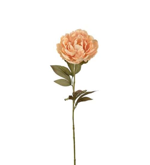 Pion beige 65cm