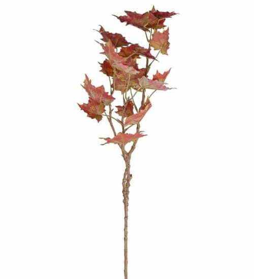 Lönn burgundy 70cm