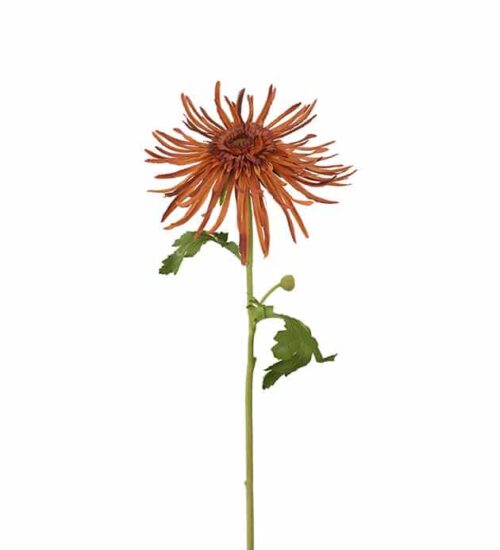 Chrysanthemum brun 60cm
