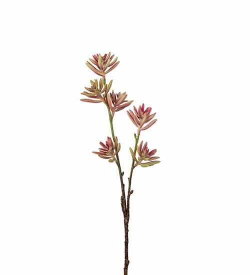 Succulent 50 cm rosa