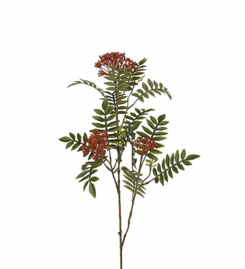 Rönn 80cm röd