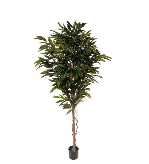 Longifolia 200 cm grön