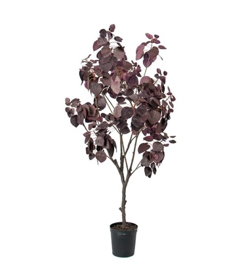 Cotinus 140 cm
