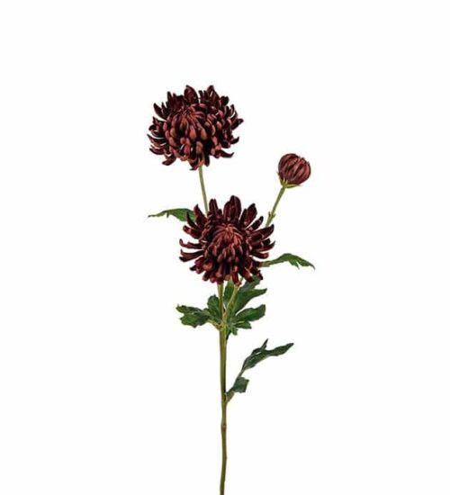 Chrysanthemum 60cm brun
