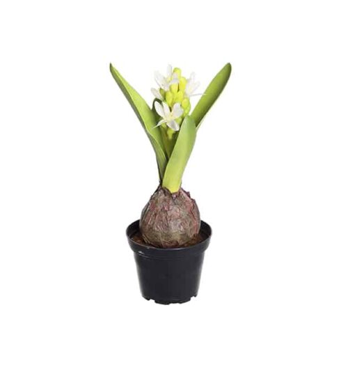 Hyacint 22 cm vit