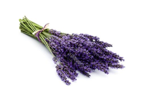 Essens Lavendel 100ml till bastu