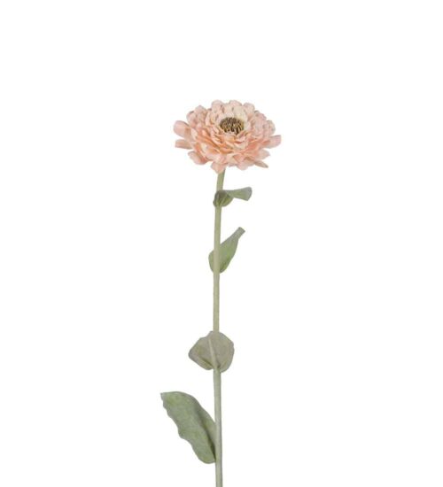 Zinnia Aprikos