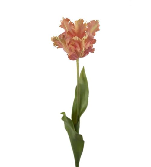 Tulpan Aprikos 70cm