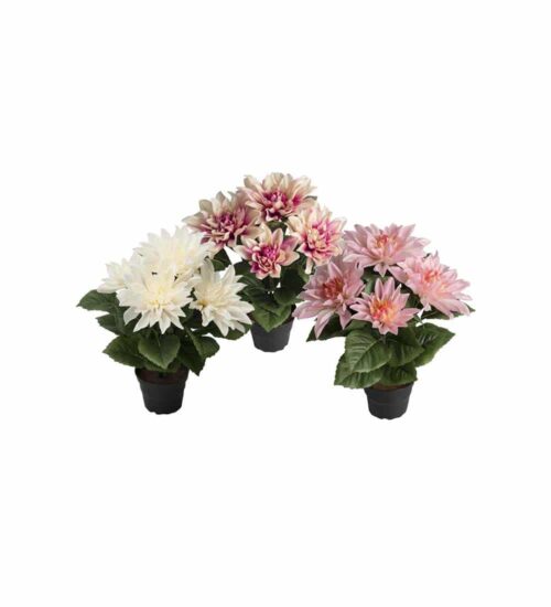 Dahlia Mix