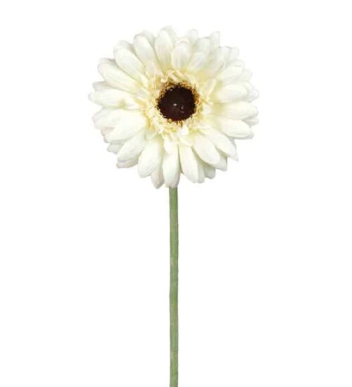 Gerbera