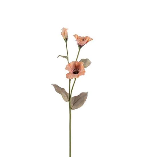 Prärieklocka Persika 60cm