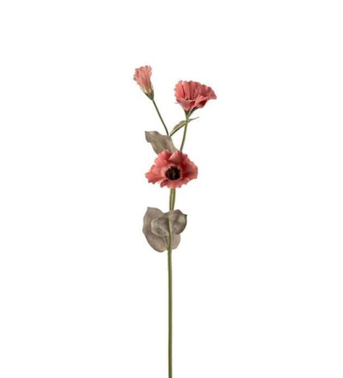 Scabiosa 60 cm Brun
