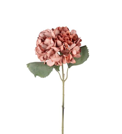 Hortensia Brun 56cm