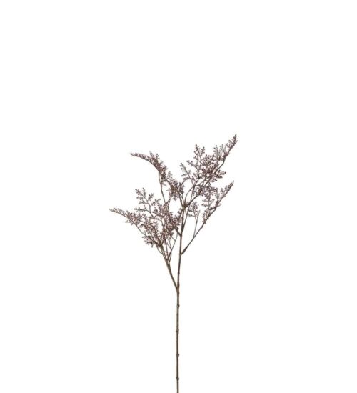 Limoniumkvist Brun 65cm