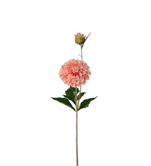 Dahlia Aprikos 66cm