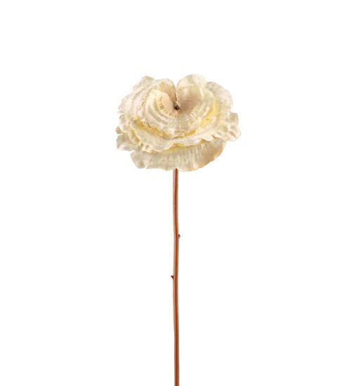 Lacktia Cream 53cm