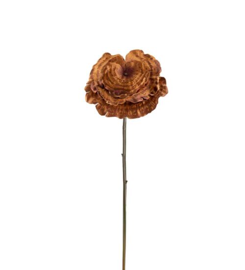 Lacktia Brun 53cm