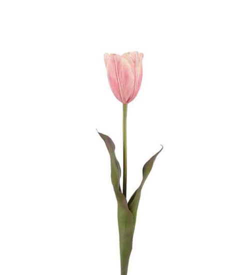 Tulpan Rosa 58cm