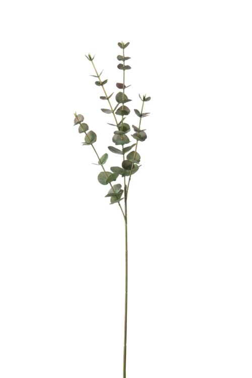 Eucalyptus Grå 60cm