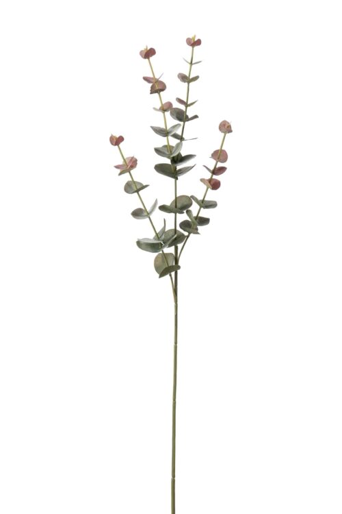 Eucalyptus Grön 60cm