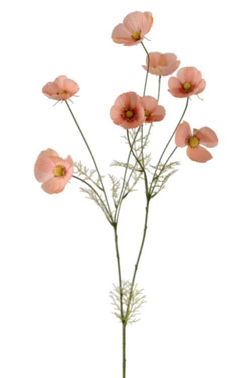 Rosenskära Aprikos 100cm