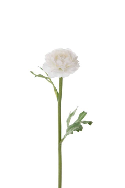 Ranuncel Vit 35cm