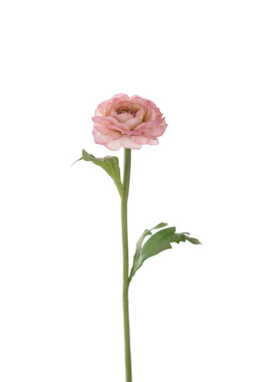 Ranuncel Rosa 35cm