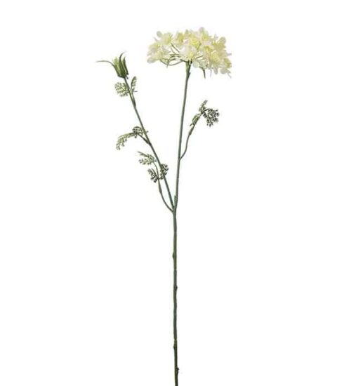 Blomsterkörvel 73 cm Gul