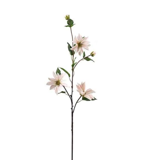 Clematis 90 cm Rosa