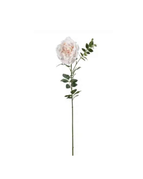 Ros Persika 90cm