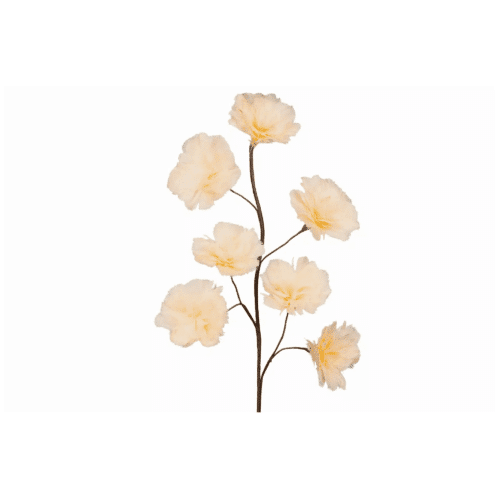 Kvist Fjäderblomma Aprikos