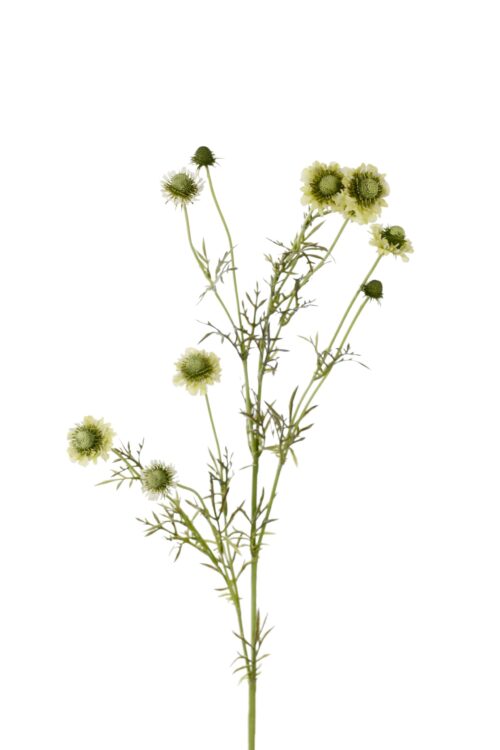 Scabiosa 120 cm Grön