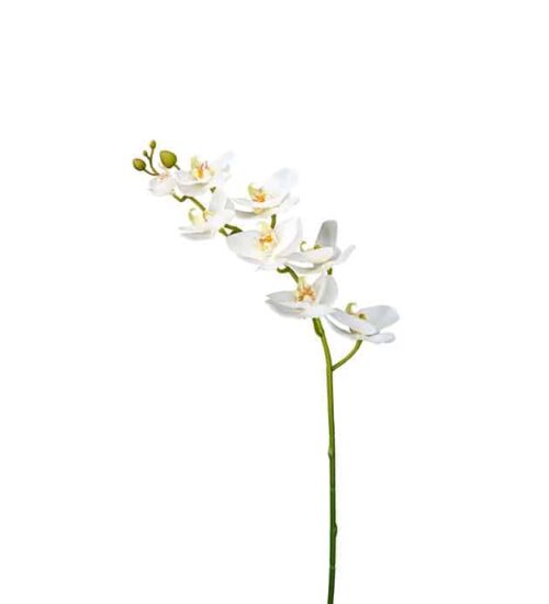 Phalaenopsis 75 cm