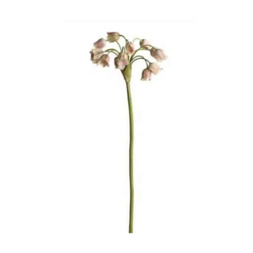 Allium 65 cm Grön