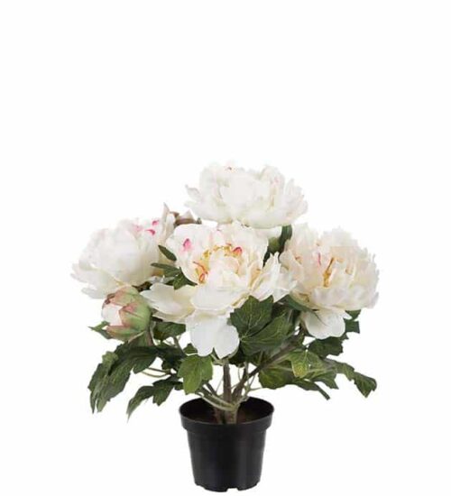 Pion i Kruka 35 cm Vit