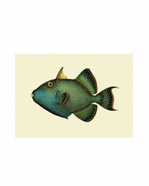 The Dybdahl Company Tavla Trigger fish