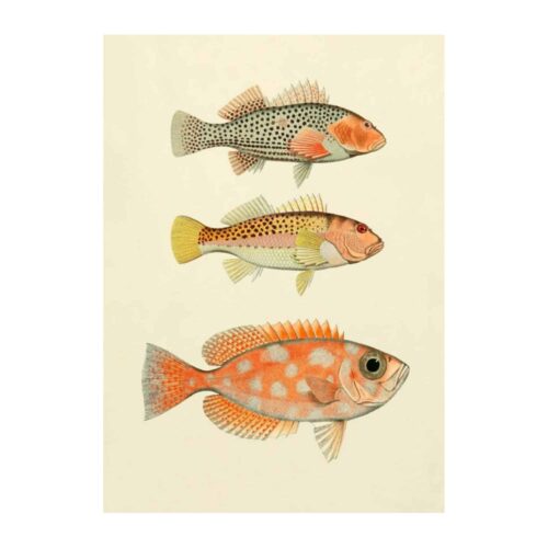 The Dybdahl Company Tavla Fishes