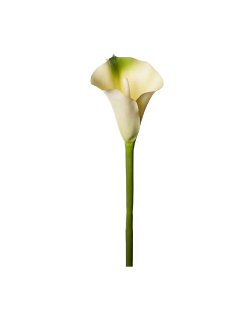 Calla grön 80 cm